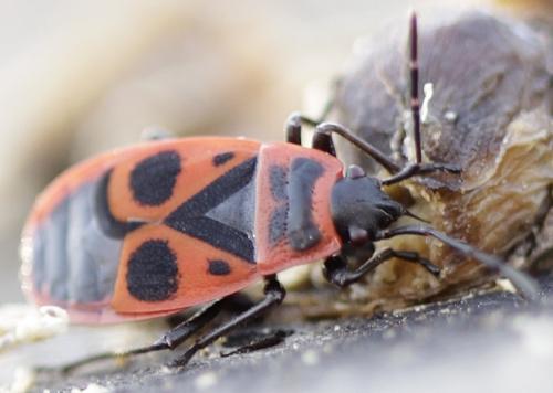 Pyrrhocoris apterus